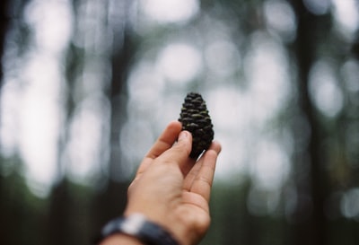 白天手持黑松果的人的浅焦摄影